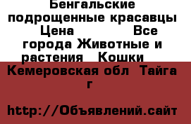 Бенгальские подрощенные красавцы. › Цена ­ 20 000 - Все города Животные и растения » Кошки   . Кемеровская обл.,Тайга г.